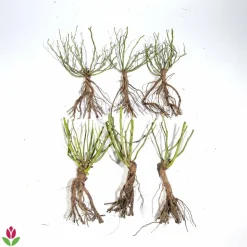 WILLEMSE FRANCE - Collection de 6 rosiers couvre-sols happy chappy et wonderland - le paquet de 6 racines nues / 3+ branches