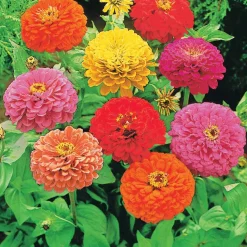 WILLEMSE FRANCE - Collection de graines de fleurs à couper - les 5 sachets / ±1300 graines