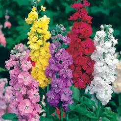 WILLEMSE FRANCE - Collection de graines de fleurs à couper - les 5 sachets / ±1300 graines