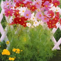 WILLEMSE FRANCE - Collection de graines de fleurs à couper - les 5 sachets / ±1300 graines