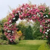 WILLEMSE FRANCE - Collection de 2 rosiers lianes immensee blanc et petite duchesse - le paquet de 2 racines nues / 3+ branches