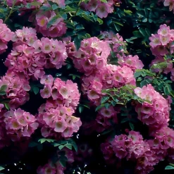 WILLEMSE FRANCE - Collection de 2 rosiers lianes immensee blanc et petite duchesse - le paquet de 2 racines nues / 3+ branches