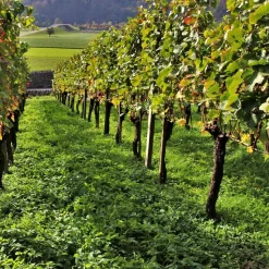WILLEMSE FRANCE - Collection de 3 viticoles : vitis vinifera pinot, merlot, chardonnay - les 3 mottes / hauteur livrée 20-40cm