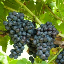 WILLEMSE FRANCE - Collection de 4 vignes - les 4 mottes de 2 ans