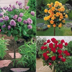 WILLEMSE FRANCE - Collection de 3 rosiers tiges : walztime, sunsilk, dame de cœur - le paquet de 3 racines nues / tige 60cm
