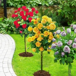 WILLEMSE FRANCE - Collection de 3 rosiers tiges : walztime, sunsilk, dame de cœur - le paquet de 3 racines nues / tige 60cm