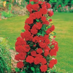 WILLEMSE FRANCE - Collection de 4 rosiers arbustes : shalom, korbin, westerland, handel - le paquet de 4 racines nues / 3+ branches