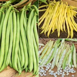 WILLEMSE FRANCE - Collection d'haricots - les 3 sachets / 100g chacun / ±210 graines