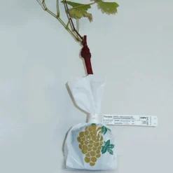WILLEMSE FRANCE - Collection de 2 vignes : muscat de hambourg et chasselas de fontainebleau - les 2 mottes de 2 ans / hauteur livrée 30-40cm