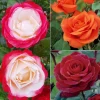 WILLEMSE FRANCE - Collection de 3 rosiers sans entretien - le paquet de 3 racines nues / 3+ branches