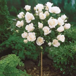 WILLEMSE FRANCE - Collection de 3 rosiers tiges : ramona, korbin, osiria - le paquet de 3 racines nues / tige 90-100cm