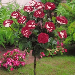 WILLEMSE FRANCE - Collection de 3 rosiers tiges : ramona, korbin, osiria - le paquet de 3 racines nues / tige 90-100cm