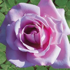 WILLEMSE FRANCE - Collection de 4 rosiers : whisky, malaga, lune bleue, magie parfum - les 4 mottes / 3+ branches