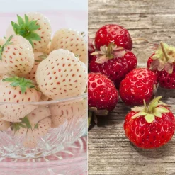 WILLEMSE FRANCE - Collection de 4 fraisiers originaux - les 4 pots / ø 9cm / hauteur livrée environ 9cm