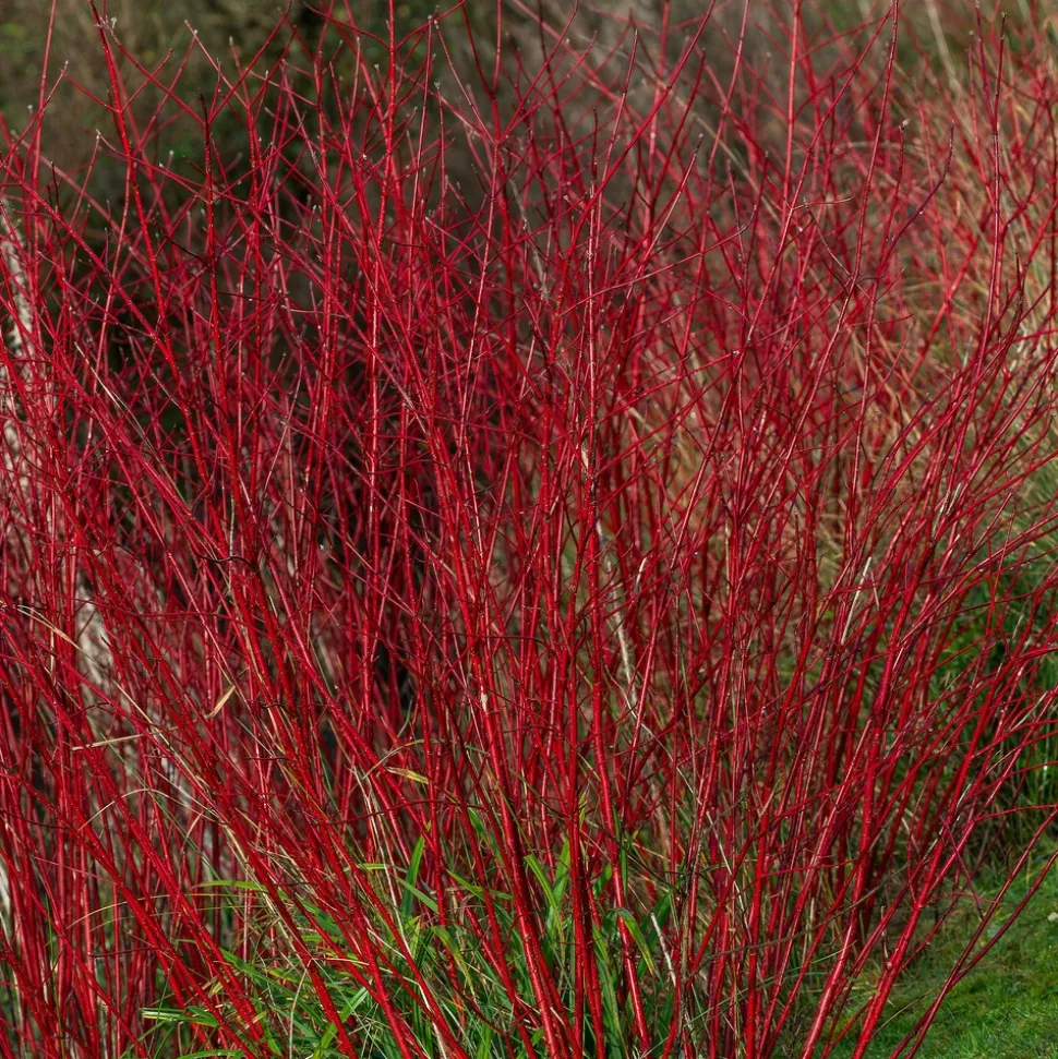 WILLEMSE FRANCE - Cornouiller à bois rouge sibirica - le pot / ø 9cm, vendu par lot de 2