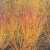 WILLEMSE FRANCE - Cornouiller fluo winter flame - le pot / 1.3l / hauteur livrée 20-30cm, vendu par lot de 2