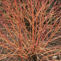 WILLEMSE FRANCE - Cornouiller fluo winter flame - le pot / 1.3l / hauteur livrée 20-30cm, vendu par lot de 2