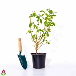 WILLEMSE FRANCE - Cornouiller fluo winter flame - le pot / 1.3l / hauteur livrée 20-30cm, vendu par lot de 2