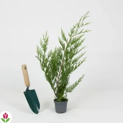 WILLEMSE FRANCE - Cyprès de leyland - le pot / ø 9cm / hauteur livrée environ 30cm, vendu par lot de 2