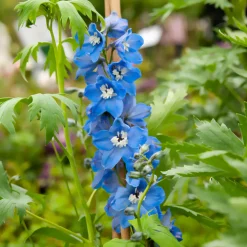 WILLEMSE FRANCE - Delphinium géant summer skies - le pot / ø 9cm, vendu par lot de 2