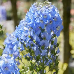 WILLEMSE FRANCE - Delphinium géant summer skies - le pot / ø 9cm, vendu par lot de 2