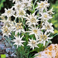 WILLEMSE FRANCE - Edelweiss des alpes - le pot / ø 9cm, vendu par lot de 2