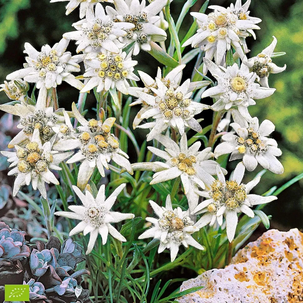 WILLEMSE FRANCE - Edelweiss des alpes - le pot / ø 9cm, vendu par lot de 2