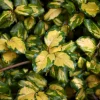 WILLEMSE FRANCE - Eleagnus pungens maculata - le pot / 1.5l / hauteur livrée 30-40cm, vendu par lot de 2