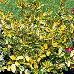 WILLEMSE FRANCE - Eleagnus pungens maculata - le pot / 1.5l / hauteur livrée 30-40cm, vendu par lot de 2
