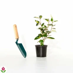 WILLEMSE FRANCE - Eleagnus pungens maculata - le pot / 1.5l / hauteur livrée 30-40cm, vendu par lot de 2