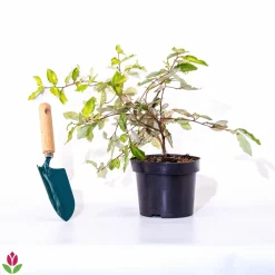WILLEMSE FRANCE - Eleagnus pungens maculata - le pot / 1.5l / hauteur livrée 30-40cm, vendu par lot de 2