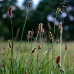 WILLEMSE FRANCE - Eleocharis des marais - le pot / ø 9cm