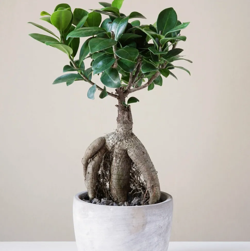 WILLEMSE FRANCE - Ficus bonsaï ginseng - le pot / ø 12cm / hauteur livrée environ 18cm