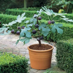WILLEMSE FRANCE - Figuier brown turkey - le pot / ø 9cm / hauteur livrée 20-25cm
