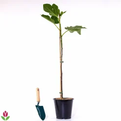 WILLEMSE FRANCE - Figuier sur tige - le pot / 3l / tige 70cm / hauteur livrée 90-120cm