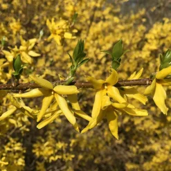 WILLEMSE FRANCE - Forsythia spectabilis - le pot / 1.5l / 3-5 branches / hauteur livrée 30-40cm, vendu par lot de 2