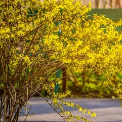 WILLEMSE FRANCE - Forsythia spectabilis - le pot / 1.5l / 3-5 branches / hauteur livrée 30-40cm, vendu par lot de 2