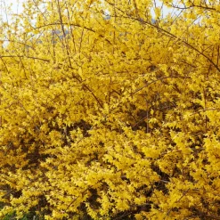 WILLEMSE FRANCE - Forsythia spectabilis - le pot / 1.5l / 3-5 branches / hauteur livrée 30-40cm, vendu par lot de 2