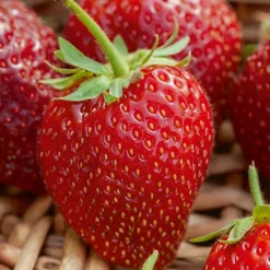 WILLEMSE FRANCE - Fraisier remontant cirafine - le paquet de 20 plants en racines nues