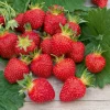 WILLEMSE FRANCE - Fraisier rubis des jardins - le paquet de 20 plants en racines nues