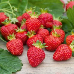 WILLEMSE FRANCE - Fraisier rubis des jardins - le paquet de 20 plants en racines nues