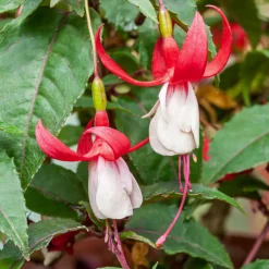 WILLEMSE FRANCE - Fuchsia mme cornelissen - le pot / ø 9cm