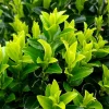 WILLEMSE FRANCE - Fusain du japon 'green spire' - le pot / ø 9cm, vendu par lot de 4