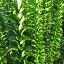 WILLEMSE FRANCE - Fusain du japon 'green spire' - le pot / ø 9cm, vendu par lot de 4