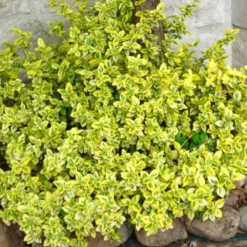 WILLEMSE FRANCE - Fusain emerald and gold - le pot / ø 9cm / hauteur livrée 30-40cm, vendu par lot de 2