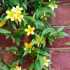 WILLEMSE FRANCE - Gelsemium sempervirens - le pot / ø 9cm, vendu par lot de 2
