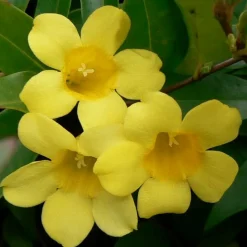 WILLEMSE FRANCE - Gelsemium sempervirens - le pot / ø 9cm, vendu par lot de 2