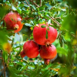 WILLEMSE FRANCE - Grenadier à fruits - le pot / ø 15cm / hauteur livrée 40-50cm