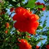 WILLEMSE FRANCE - Grenadier à fleurs - le pot / ø 9cm, vendu par lot de 2