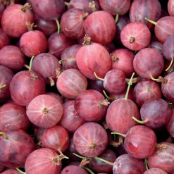 WILLEMSE FRANCE - Groseillier à maquereau - le pot / 2l / hauteur livrée 40-50cm